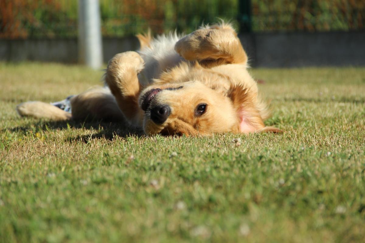 Geleidehond Vrienden der Blinden