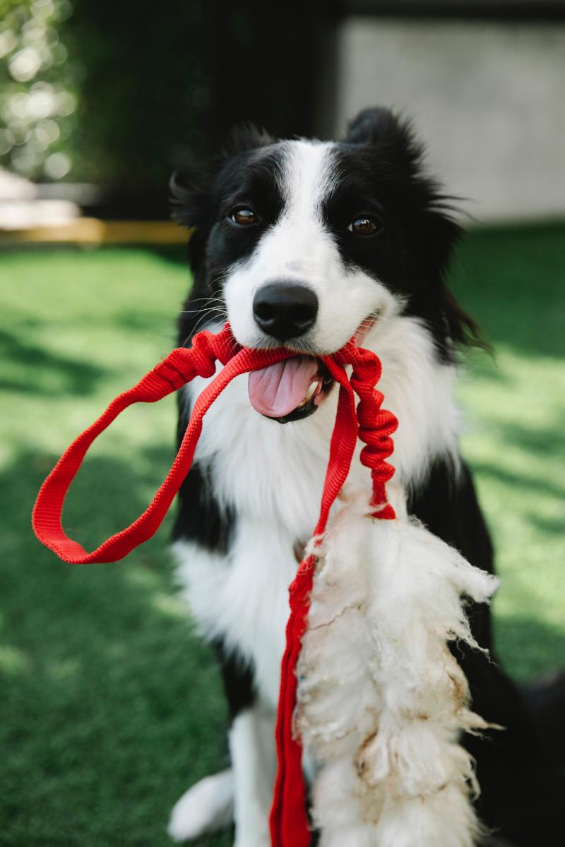 Hond aan de leiband