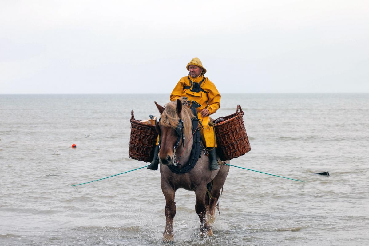 Bruno Mertens, garnaalvisser te paard