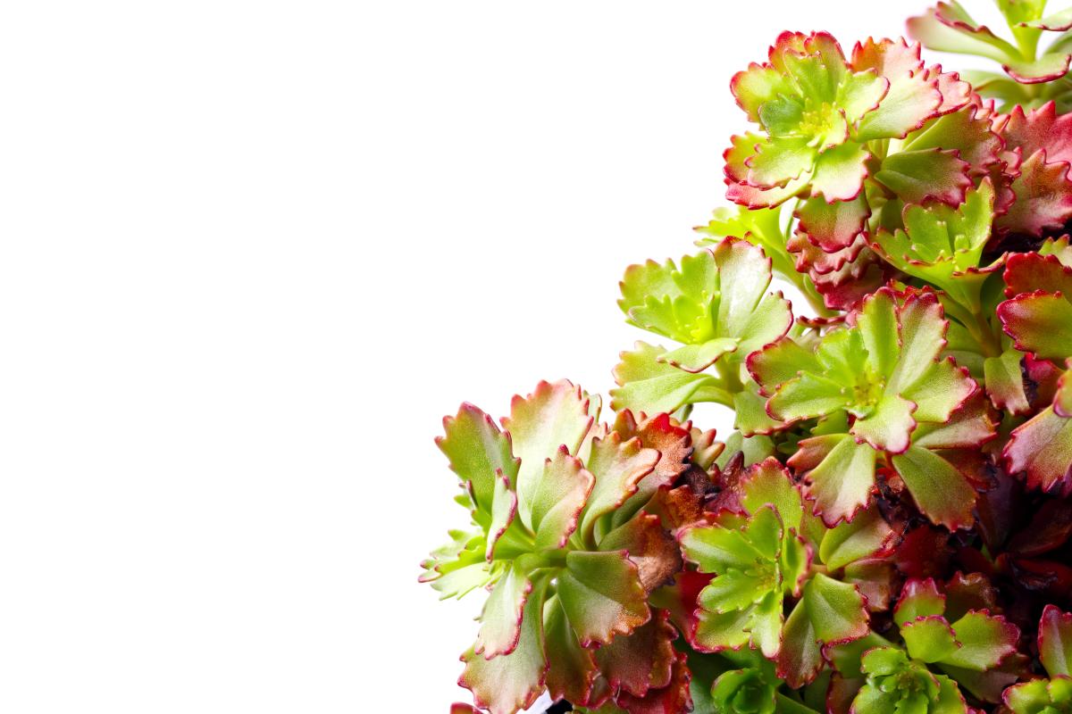 Planten op je dak? Dat werkt. Ze koelen je huis af in de zomer, isoleren extra in de winter en vangen regenwater op. Win-win-win. Koksijde geeft je 40 euro per vierkante meter. 