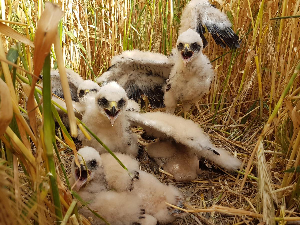 Hij jaagt laag boven de grond en bouwt zijn nest in rietvelden: de bruine kiekendief voelt zich thuis in onze kustpolders. Kuikens van de kiekendief - foto van Wim Bovens