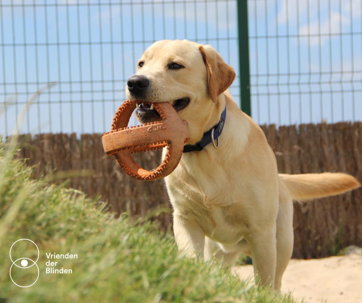 Een puppy van Vrienden der Blinden