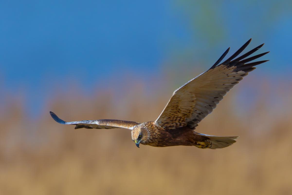 Je vindt de kiekendief ook in Koksijde. De bruine kiekendief is een middelgrote roofvogel. Hij lijkt een beetje op de buizerd, maar heeft smallere vleugels en een langere staart. Het mannetje heeft 3 typische kleuren: een bruin lijf en witte vleugels met 