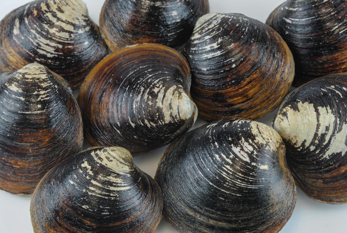 De oudste levende dieren met een actief voortplantingssysteem zijn noordkrompen, 2-kleppige schelpdieren. De recordhouder haalde 507 jaar en werd in IJsland ontdekt.