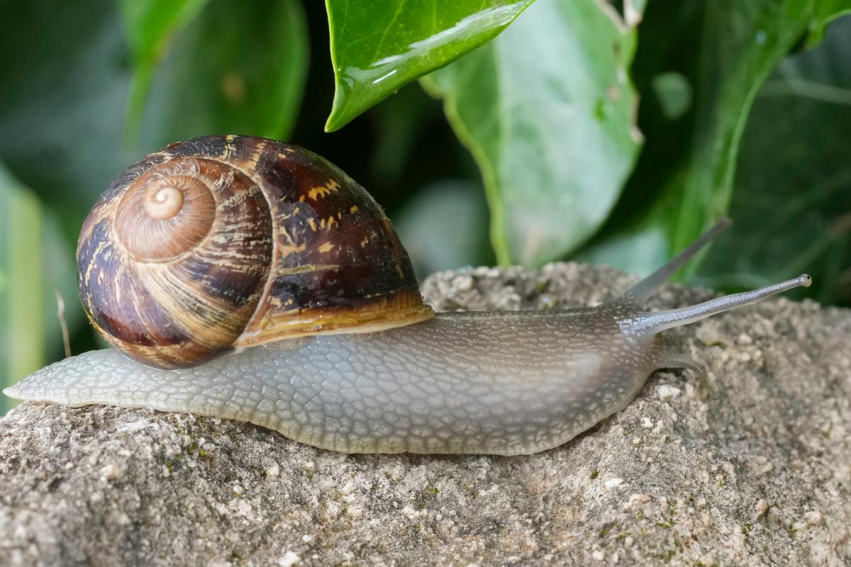 Slakken in je tuin? Pak het slim en groen aan