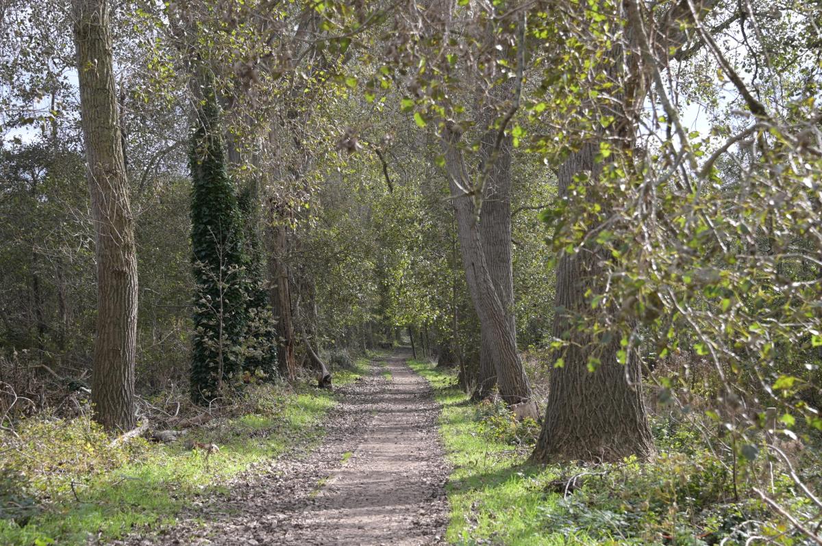Tijd om de fiets te nemen richting Hannecartbos, een groen eiland in het duinencomplex van Ter Yde. Geliefd bij wandelaars en natuurliefhebbers. Maar met de fiets was het moeilijk bereikbaar. Dat verandert: na de zomer legt Koksijde een nieuwe fietsverbinding aan door het gemeentelijk domein, aansluitend op bestaande dienstwegen en fietsroutes.